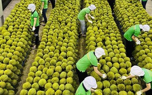 Việt Nam trong cuộc đua khốc liệt giành thị phần sầu riêng tại Trung Quốc