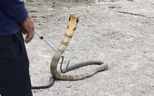 Rắn hổ mang chúa xuất hiện gần Everest: Báo động từ các nhà khoa học