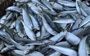 Loại cá "béo" giúp giảm mỡ máu, giàu omega-3 hơn cả cá hồi, giá rẻ bán la liệt chợ Việt