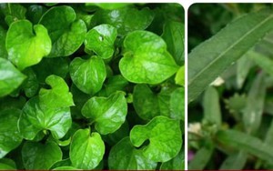 Các loại lá uống mát gan, giải độc cơ thể hiệu quả