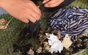 Món đen sì như than cháy khiến ai cũng tưởng khoai nướng, hoá ra là đặc sản "rùng mình" ở nhiều vùng quê Việt