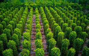 Việt Nam trồng được loại gia vị như "vàng đen" khiến Ấn Độ, Mỹ, Đức đổ xô mua: Đắk Nông cực nhiều