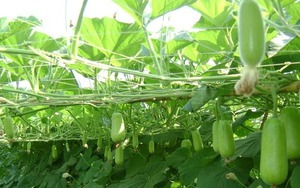 Loại quả mọc bờ bụi xưa nay hóa đặc sản, "có giá" trên mâm cơm