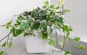 Loài cây này đỉnh như máy lọc không khí, hút sạch 80% khí độc bụi bẩn trong nhà