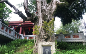 Việt Nam có “báu vật” cụ cây 2.100 năm tuổi sừng sững trước cổng đền thiêng: Vì sao cây sống lâu tới vậy?