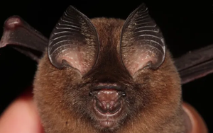 Việt Nam lần đầu phát hiện 1 loài vật quý hiếm mới: Hình dáng lạ lùng khiến nhiều người dễ nhầm lẫn