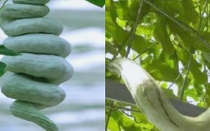 Cây “đẻ ra rắn”: Trồng 1 lần ăn nửa năm không hết, hái bán là hốt bạc, ở Việt Nam cũng có