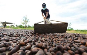 Hàng trăm nghìn tấn "hạt vàng" của Campuchia ồ ạt về Việt Nam, là mặt hàng nước ta xuất đi hơn 90 nước