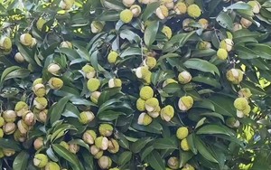 Xuất hiện loại vải "gây lú" mùa hè: Nhìn tưởng đột biến, ai ngờ lý do lại khiến dân mạng vừa buồn cười vừa thương