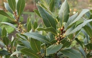 Một loại lá dân dã của Việt Nam bất ngờ được săn lùng với giá đắt đỏ: Xuất khẩu tăng 300%, là vị dược liệu quý hiếm ít quốc gia sở hữu