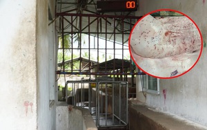 Hình ảnh tố heo bệnh tại Công ty C.P. Việt Nam là thật, người tố cáo tiết lộ thêm thông tin mới