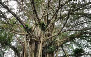 Cụ cây đa 300 tuổi, chu vi lớn nhất Việt Nam bên đền thờ 1 trong 10 vị tướng huyền thoại của thế giới