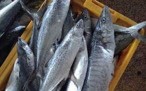 Tưởng cá hồi là "vua omega-3", ai ngờ chỉ đứng hạng 2: Nhà vô địch thực sự là loại cá bình dân, bán đầy chợ Việt