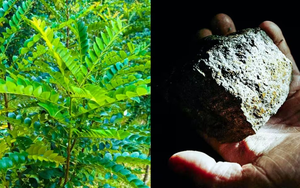 Phát hiện loại cây quý hiếm mọc ở đâu ‘kho báu’ ở đó, láng giềng Việt Nam trúng đậm thứ cả thế giới săn lùng, mở ra kỷ nguyên khai thác mới