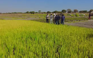 Sở Nông nghiệp Angola đến tận nơi xem team châu Phi thu hoạch lúa, được thưởng thức món nước giải khát đậm chất Việt Nam