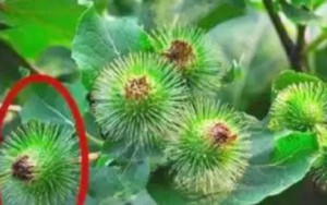 Cỏ dại người thường không ai hái, ai tinh mắt đem bán bỗng vớ được “mỏ tiền”