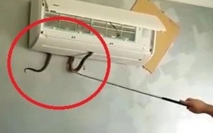 Từ vụ rắn độc chui từ điều hòa cắn bé gái 7 tuổi nguy kịch, lời cảnh tỉnh về thiết bị nhà nào cũng có!