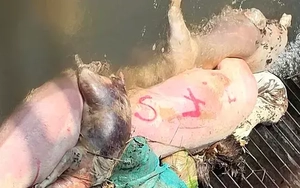 Ám ảnh hàng loạt xác heo trên kênh cấp nước cho khu vực Đông Nam bộ