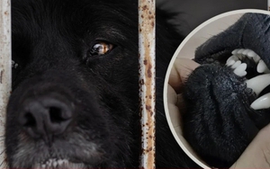 Buổi livestream tàn nhẫn nhổ răng chó sống bán để 'đuổi tà ma' gây phẫn nộ