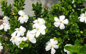 "Vua hoa” trồng chậu nở quanh năm đẹp như ngọc, giúp chiêu tài hút lộc vào nhà