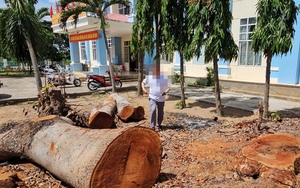 Hàng loạt cây gỗ lớn tại trụ sở phường bị chặt bán trước khi sáp nhập