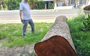 Cưa bán nhiều cây ở trụ sở trước khi sáp nhập: Chủ tịch phường cũng mua