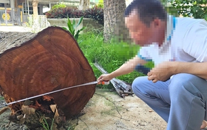 CLIP: Cận cảnh các cây gỗ trong trụ sở bị cưa bán trước khi sáp nhập