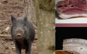 Lai giống “lợn chiến” siêu nạc, bán 1 con thu gần 30 triệu đồng