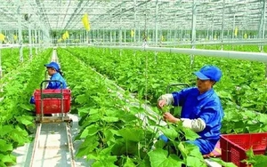 Thứ trưởng Nông nghiệp: Giảm phát thải mới dừng lại ở dự án nhỏ lẻ