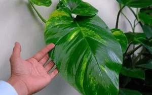 6 cây hoa này tốt nhất KHÔNG NÊN trưng trong nhà, vì "hoa càng thịnh người càng suy"