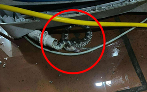 Kiểm tra máy giặt, người dùng tá hỏa phát hiện có rắn bên trong: Chúng đi vào từ đường nào?