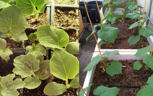 Loại rau giàu sắt hơn thịt bò, được ví như thuốc bổ gan tự nhiên, trồng ban công cực dễ