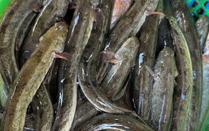 Loại cá "nhà nghèo" nay thành đặc sản, phơi khô bán 700.000 đồng/kg, nhà giàu mê như điếu đổ