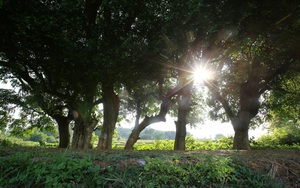 Cụ duối hơn 1.000 tuổi là biểu tượng tâm linh giữa làng cổ Hà Nội: "Chứng nhân" từ thời đại Ngô Quyền