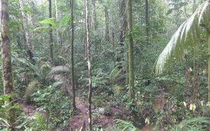 Tìm thấy mỏ vàng ẩn dưới các gốc cây       