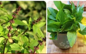 Ăn rau húng quế có tốt cho thận?