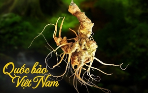 Quốc bảo Việt Nam lọt mắt xanh của "đại gia" THACO: Mục tiêu xuất khẩu thu về 50 triệu USD