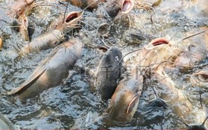 Phóng sinh hơn 12 tấn cá dữ gây thảm họa, người phụ nữ phải hầu tòa