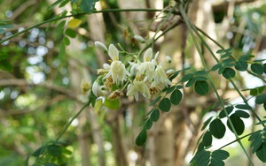 Tưởng trà xanh là số 1 chống oxy hóa, ai ngờ loại lá 30.000đ/kg ở chợ Việt Nam mới là quán quân