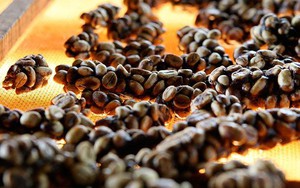 Loài chim quý hiếm thải ra thứ đắt đỏ, mệnh danh "vàng đen": Được đại gia thế giới săn lùng!