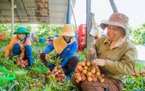 Loại quả bán đầy chợ Việt, sang Nhật thành quà biếu hạng sang: Biết dùng thì bổ toàn thân