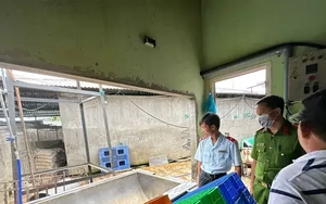 Lùm xùm vụ C.P: Kết quả kiểm tra lò mổ bị 'tố' có heo bệnh