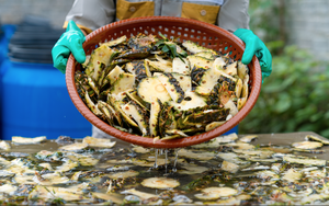 Công ty Việt biến vỏ quả bỏ đi thành mặt hàng kiếm tiền tỷ, chinh phục thị trường Mỹ và Trung Quốc