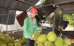 Mít Thái rẻ chưa từng thấy