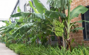 Người xưa dặn trồng chuối sau nhà, nhưng trước cửa mà có thứ này thì ĐỪNG DẠI làm theo!