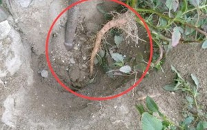 Cây người Việt chỉ ăn lá, ai ngờ rễ mới là “mỏ vàng” hái ra tiền