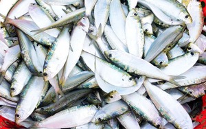 Loại cá được khen "ăn đứt" cá hồi: Giá rẻ như cho, bán đầy ở chợ Việt