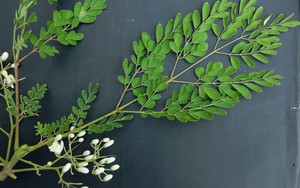 Tưởng sữa là “vua” canxi hóa ra vẫn thua loại rau người Việt trồng ở góc vườn: Giảm mỡ máu, ngừa ung thư
