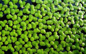 Loại rau người Việt dùng nuôi lợn, gà hóa ra có thể "giải cứu thế giới": EU đã có hành động đặc biệt