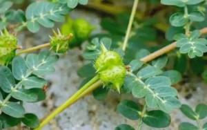 “Cỏ rác” mọc đầy làng quê Việt, giờ hóa “cỏ kim cương” được dân buôn săn lùng